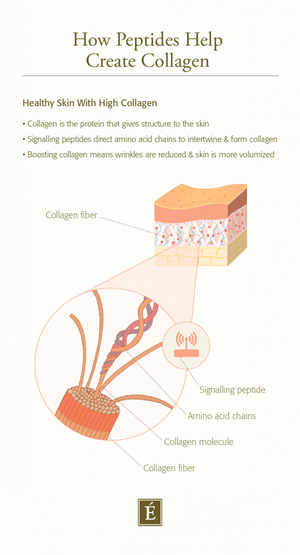 How peptides help create collagen